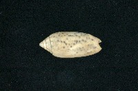 藏品(多彩榧螺)的圖片